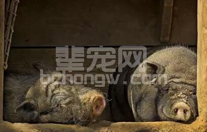 夏季母猪饲喂的10个秘诀
