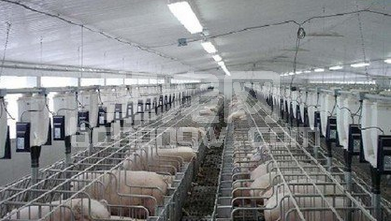 用定位栏模式的思维来养猪