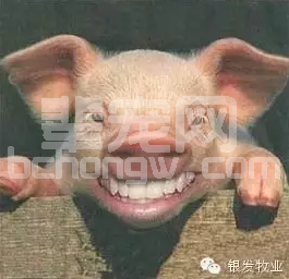 猪的3种境界！不看不知道，一看吓一跳！