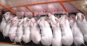 母猪产房母仔猪饲养管理要点
