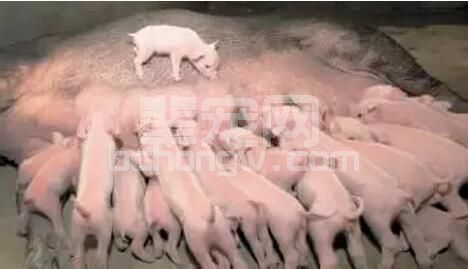 母猪年产仔窝数关系到整个猪场的产仔数，三步教你怎么样才能让母猪多生崽？
