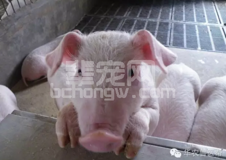 养猪场生猪猝死症病因浅析及对策
