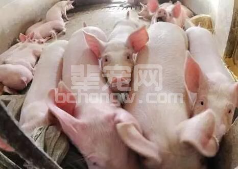 猪光吃料不长肉？罪魁祸首居然是它...