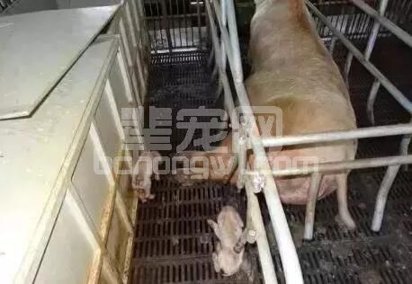 做到这几点，高温季节再也不用担心母猪胃肠道问题