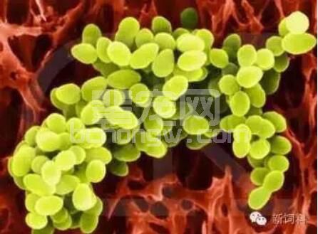 酵母水解物在畜牧行业中的应用及研究进展