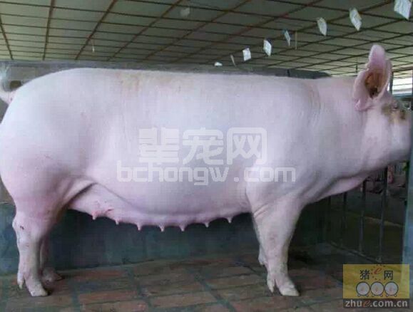 后备母猪体重60—90kg时如何进行外貌鉴定？