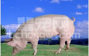 养殖户如何选择后备母猪及后备母猪选择的时间