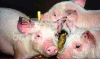 蓝耳病阳性猪场引进阴性后备猪防疫要点