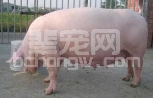 如何做好母猪妊娠后期的饲养管理
