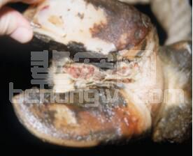 后备母猪发生腐蹄病应如何治疗