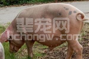 养殖户在饲养二元杂母猪要注意的几个关键点