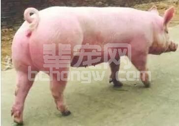 屡配不孕、不发情、产仔数低......关于后备母猪催情优饲的一些做法