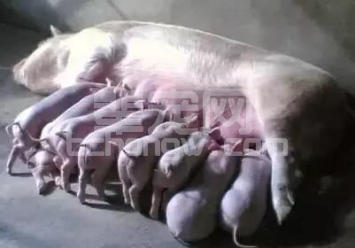 养猪人必须要知道 要懂得 高温季节来临，如何来拯救母猪？