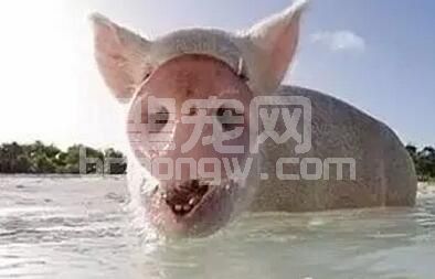 盛夏预防猪群热应激刻不容缓 ！一线工作者推荐这些防御措施……