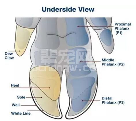 超实用的母猪修蹄操作指南！