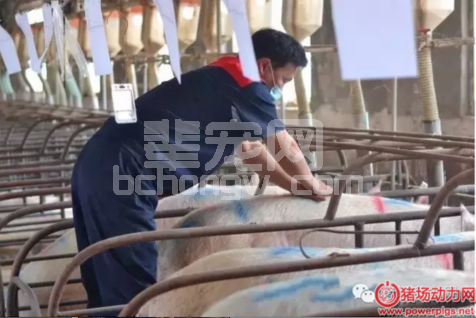 猪场配怀舍精细化管理流程，想做到PSY30必备！