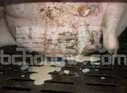 母猪产后子宫内膜炎严重，大剂量使用维生素C效果怎样？