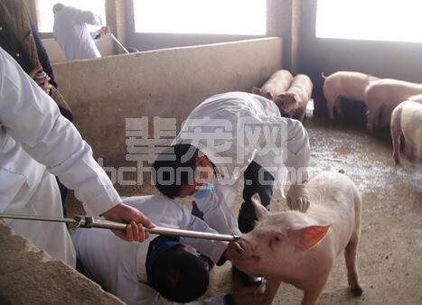 你知道吗？成年母猪、仔猪、中大猪的采血要点各不同