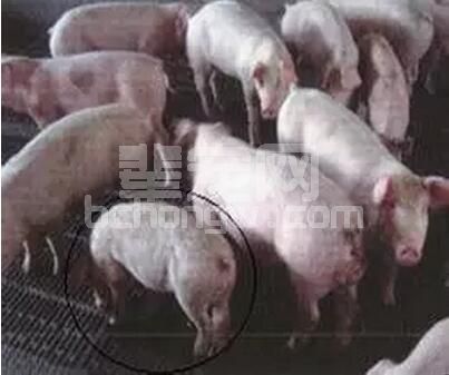 为什么小猪吃得多不涨肉？特别是有食欲，精神还不错的僵猪 我有妙招！