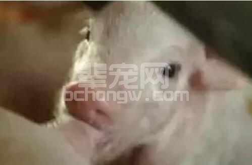 初生6小时内240ml初乳摄入才能达标，怎样才能让仔猪吃到更多的初乳？