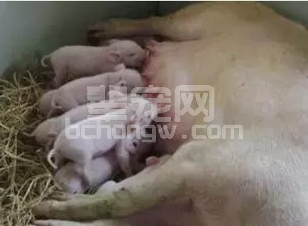 对于新生仔猪在出生后会出现“不吃乳”的现象，有哪些有效的处理呢？