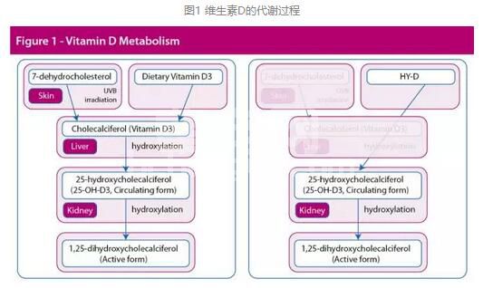 如何利用维生素D增强仔猪的免疫应答反应