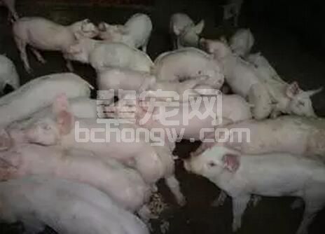 您养的仔猪是不是生长相对缓慢，其实你应该检讨有没有这几点失误！