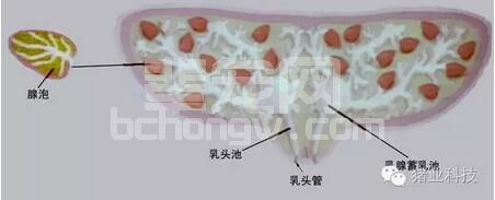 你关注过你家母猪的乳房吗？