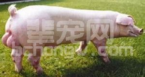 夏季高温——保持种猪繁殖性能有高招