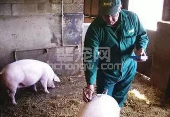 养猪人必看！猪场生产中母猪背膘的观察与膘情定位