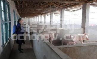 规模化养猪场必备防疫条件及操作流程