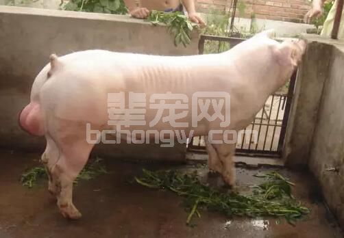 猪场管理中很容易被忽视的几点！一旦忽视，损失还不小！