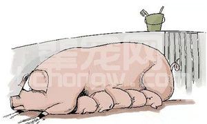 中国猪老板养猪面临的4大难题