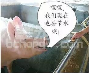 猪饮水不足的2大主要危害