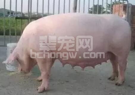 对于空怀期的母猪应当如何饲养？