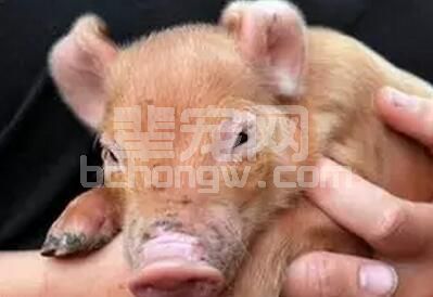 详解仔猪补铁过敏反应，如何防治？