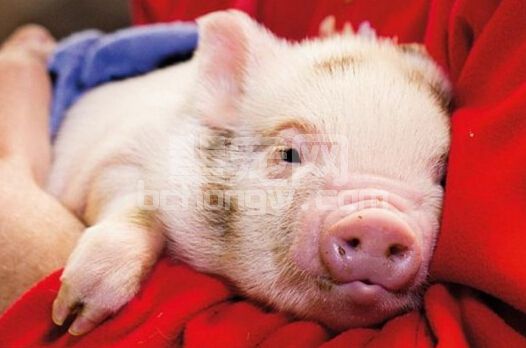 母仔猪分圈饲养方法，母、乳猪分圈养殖效果好