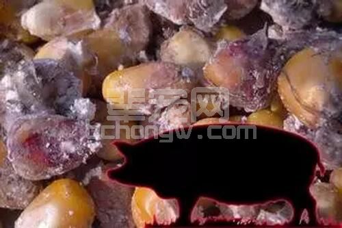 霉菌毒素为什么会降低养殖业中动物生产率和盈利能力?