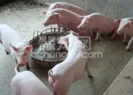 怎样提高分娩舍母猪采食量？这个太重要了