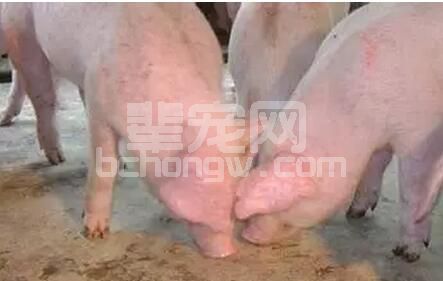 造成猪群食量突然大幅度下降的三大原因