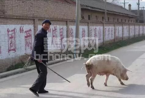 OUT了吧？赶猪还有这么多技巧？