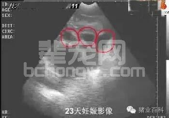 母猪早期妊娠诊断方法！太实用了！