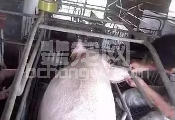先盐后糖、先晶后胶……母猪输液必须遵守的七大先后原则