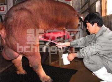 研究：猪精液是传播病毒性病原体的载体？