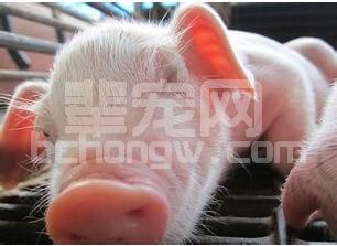 仔猪如何稳渡“断奶关”？给你支几招