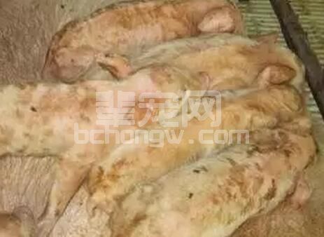 乳猪腹泻用这种治疗方法能收到较好的疗效…