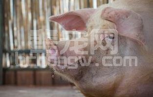 炎炎夏日，母猪热应激你有对策了吗？