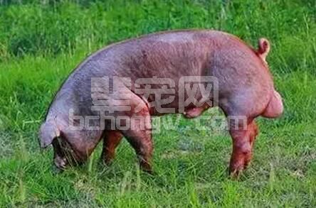 重视公猪的选择，才能充分发挥优良种公猪的遗传潜力