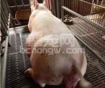 养猪户最怕的就是种猪不孕了，尤其是在夏季，怎么办？