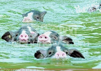 生猪越夏应把握“一搭二调三降”